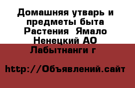 Домашняя утварь и предметы быта Растения. Ямало-Ненецкий АО,Лабытнанги г.